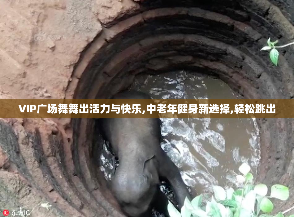 VIP广场舞舞出活力与快乐,中老年健身新选择,轻松跳出