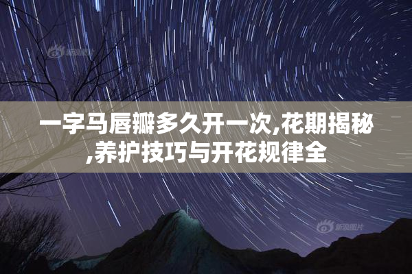 一字马唇瓣多久开一次,花期揭秘,养护技巧与开花规律全