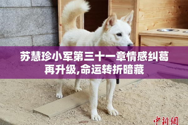 苏慧珍小军第三十一章情感纠葛再升级,命运转折暗藏