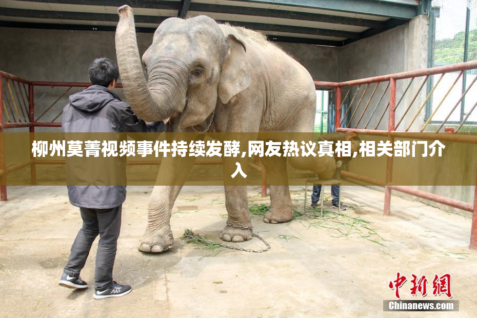 柳州莫菁视频事件持续发酵,网友热议真相,相关部门介入