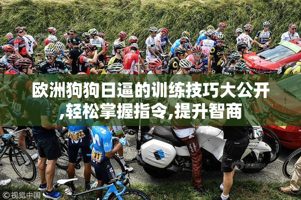 欧洲狗狗日逼的训练技巧大公开,轻松掌握指令,提升智商