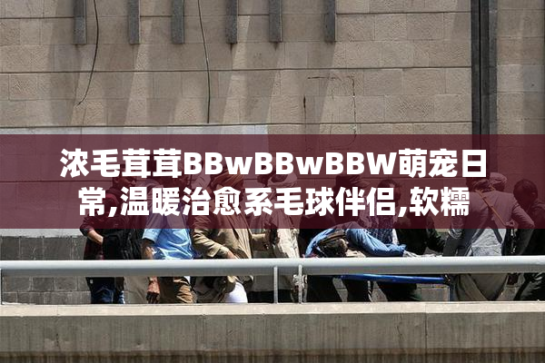 浓毛茸茸BBwBBwBBW萌宠日常,温暖治愈系毛球伴侣,软糯