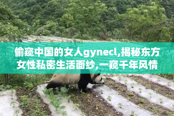 偷窥中国的女人gynecl,揭秘东方女性私密生活面纱,一窥千年风情