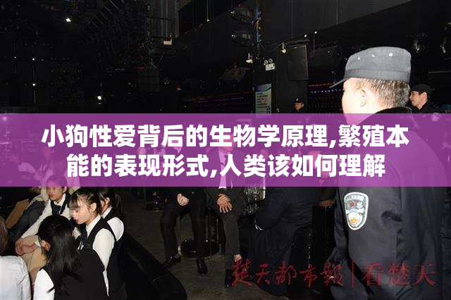 小狗性爱背后的生物学原理,繁殖本能的表现形式,人类该如何理解