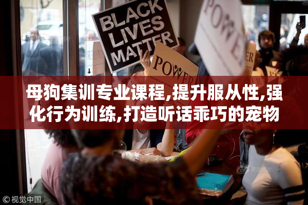 母狗集训专业课程,提升服从性,强化行为训练,打造听话乖巧的宠物伴侣
