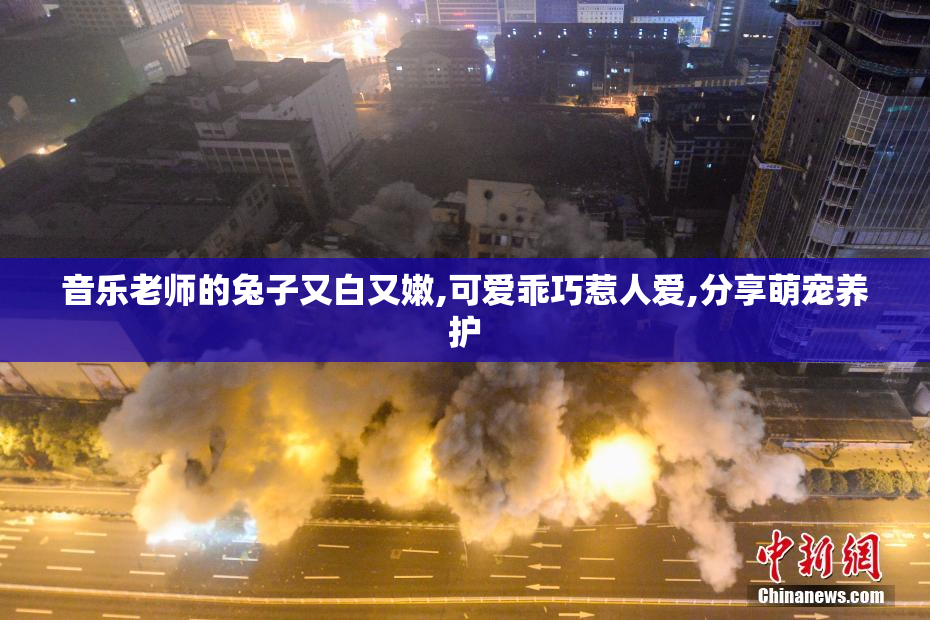 音乐老师的兔子又白又嫩,可爱乖巧惹人爱,分享萌宠养护
