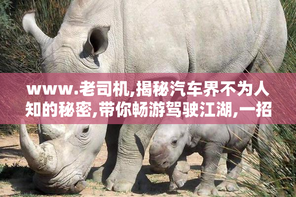 www.老司机,揭秘汽车界不为人知的秘密,带你畅游驾驶江湖,一招轻松