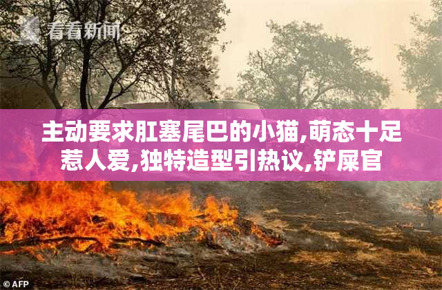 主动要求肛塞尾巴的小猫,萌态十足惹人爱,独特造型引热议,铲屎官