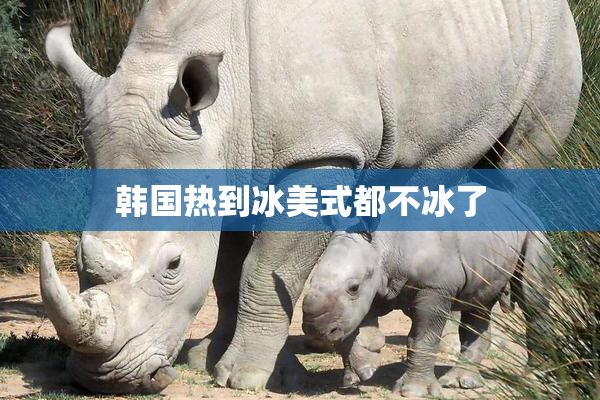 韩国热到冰美式都不冰了