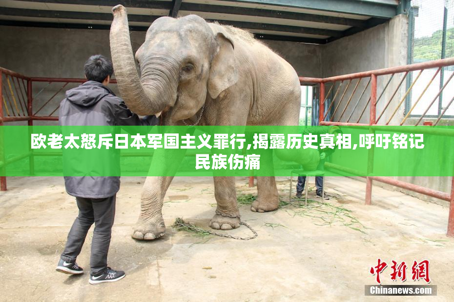 欧老太怒斥日本军国主义罪行,揭露历史真相,呼吁铭记民族伤痛