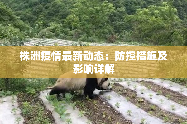 株洲疫情最新动态：防控措施及影响详解