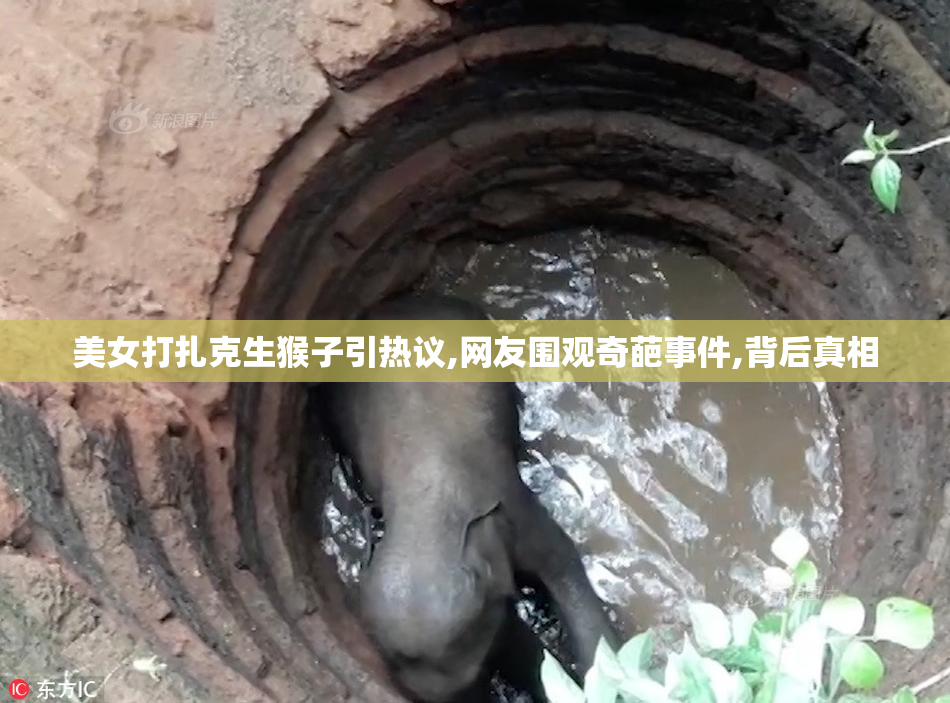 美女打扎克生猴子引热议,网友围观奇葩事件,背后真相