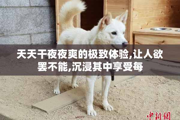 天天干夜夜爽的极致体验,让人欲罢不能,沉浸其中享受每