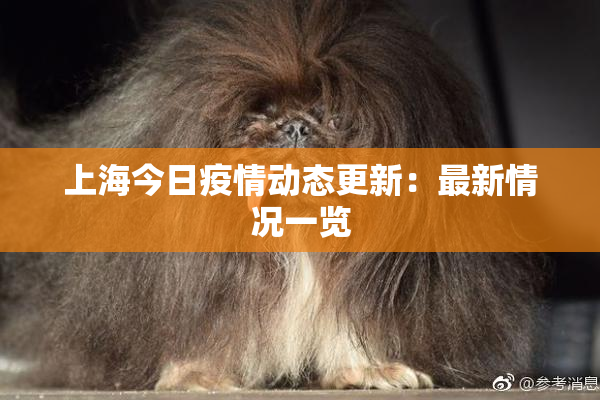 上海今日疫情动态更新：最新情况一览
