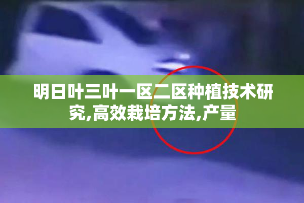明日叶三叶一区二区种植技术研究,高效栽培方法,产量