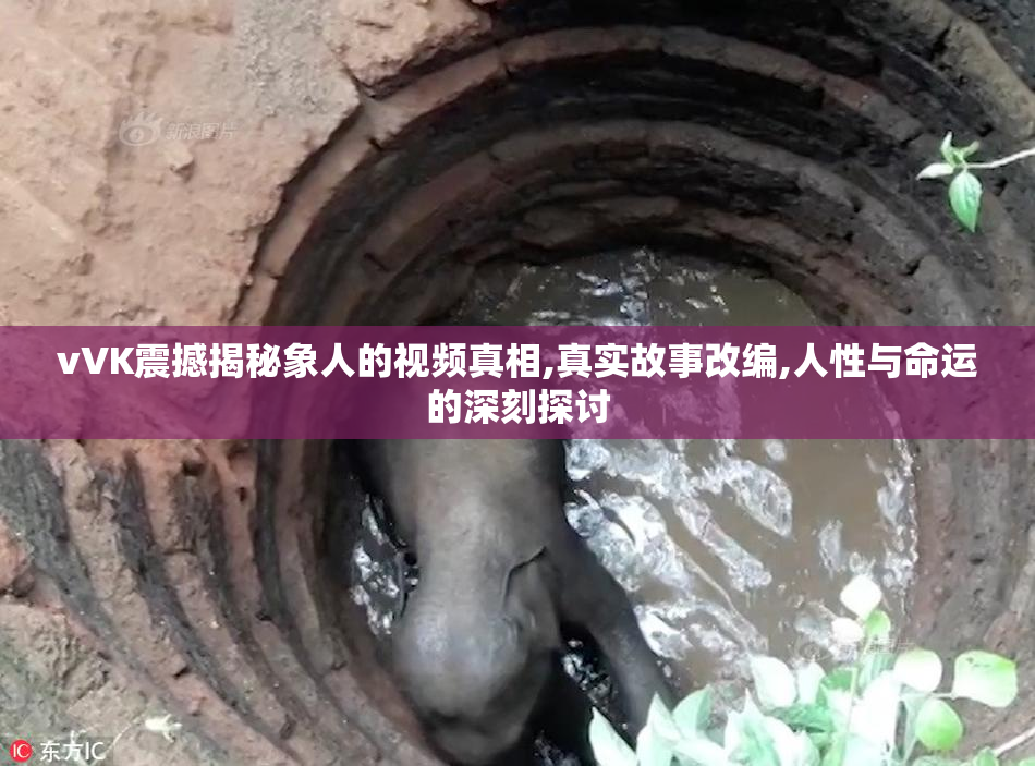 vVK震撼揭秘象人的视频真相,真实故事改编,人性与命运的深刻探讨