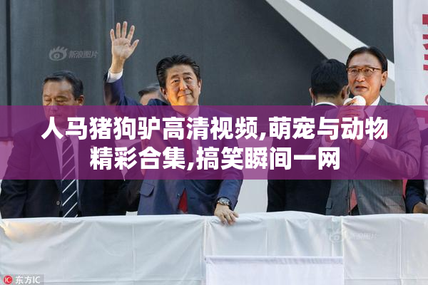 人马猪狗驴高清视频,萌宠与动物精彩合集,搞笑瞬间一网
