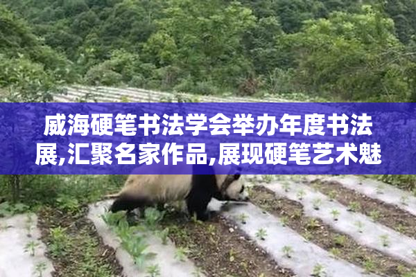 威海硬笔书法学会举办年度书法展,汇聚名家作品,展现硬笔艺术魅力