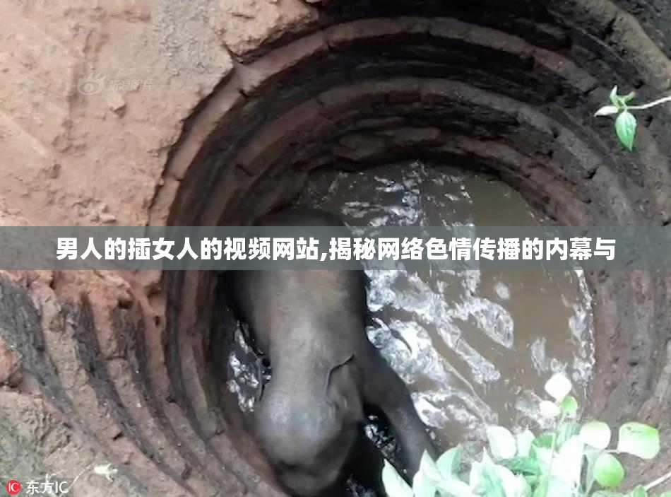 男人的插女人的视频网站,揭秘网络色情传播的内幕与