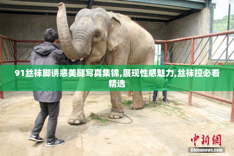 91丝袜脚诱惑美腿写真集锦,展现性感魅力,丝袜控必看精选