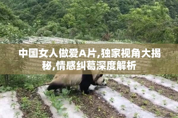 中国女人做爱A片,独家视角大揭秘,情感纠葛深度解析