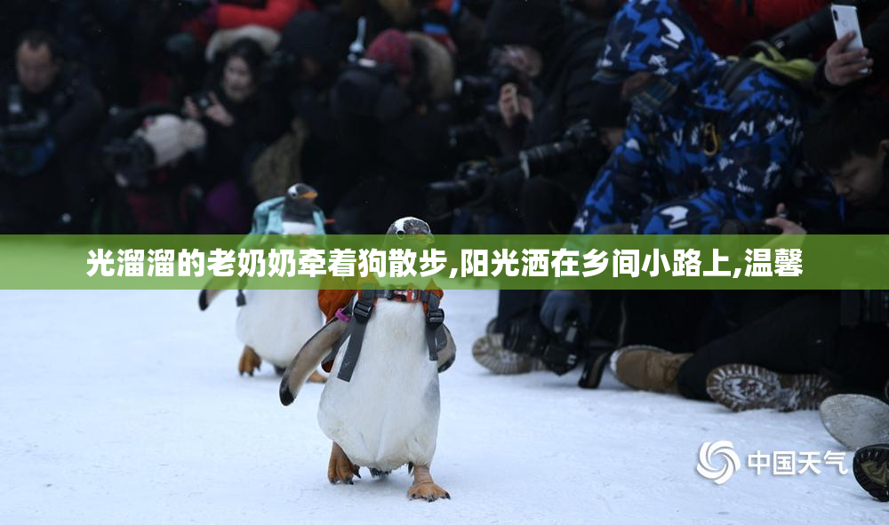 光溜溜的老奶奶牵着狗散步,阳光洒在乡间小路上,温馨
