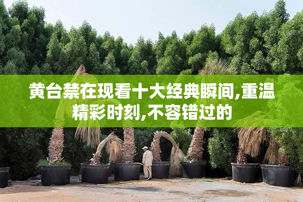黄台禁在现看十大经典瞬间,重温精彩时刻,不容错过的