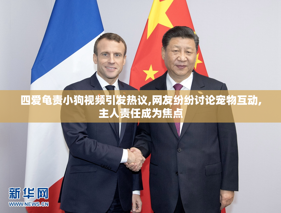 四爱龟责小狗视频引发热议,网友纷纷讨论宠物互动,主人责任成为焦点