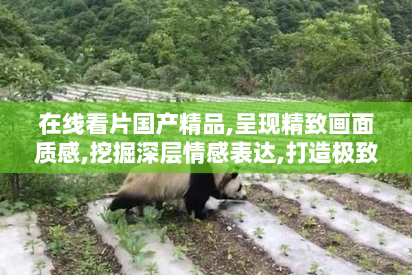 在线看片国产精品,呈现精致画面质感,挖掘深层情感表达,打造极致