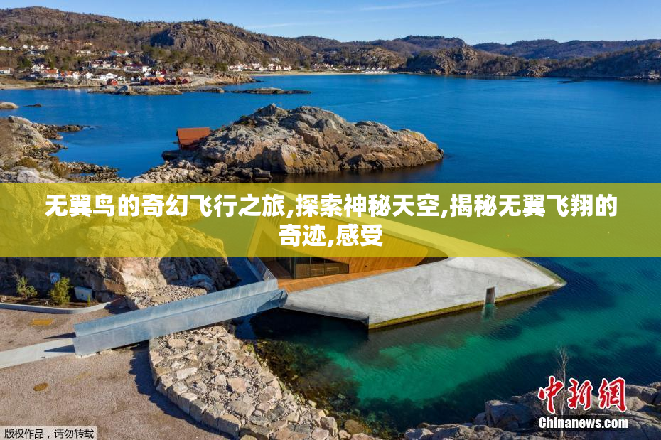 无翼鸟的奇幻飞行之旅,探索神秘天空,揭秘无翼飞翔的奇迹,感受