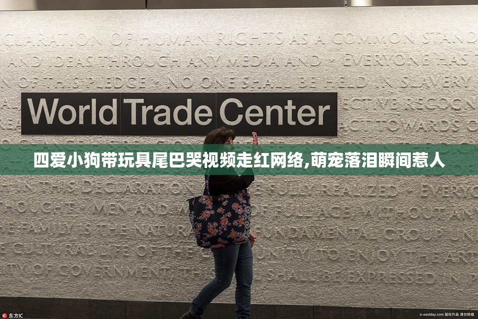 四爱小狗带玩具尾巴哭视频走红网络,萌宠落泪瞬间惹人