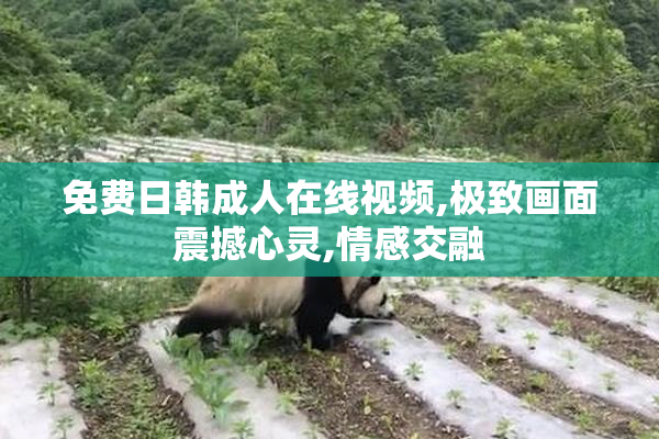 免费日韩成人在线视频,极致画面震撼心灵,情感交融