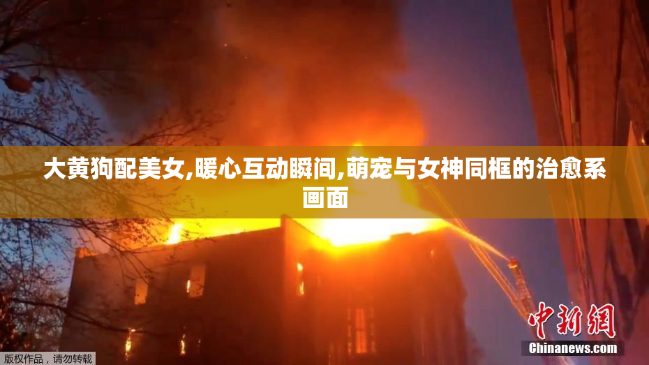 大黄狗配美女,暖心互动瞬间,萌宠与女神同框的治愈系画面