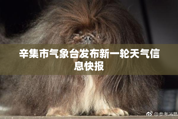 辛集市气象台发布新一轮天气信息快报