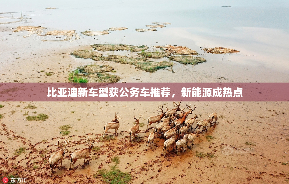 比亚迪新车型获公务车推荐，新能源成热点