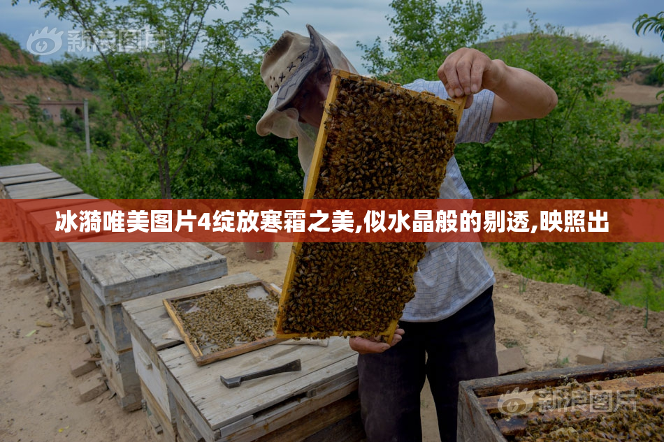 冰漪唯美图片4绽放寒霜之美,似水晶般的剔透,映照出