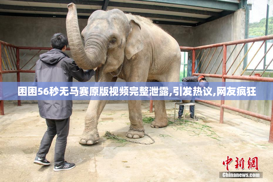 困困56秒无马赛原版视频完整泄露,引发热议,网友疯狂