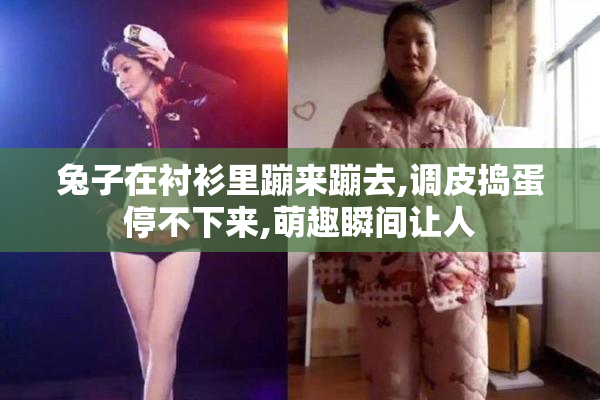 兔子在衬衫里蹦来蹦去,调皮捣蛋停不下来,萌趣瞬间让人