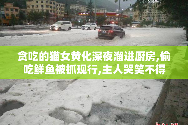 贪吃的猫女黄化深夜溜进厨房,偷吃鲜鱼被抓现行,主人哭笑不得