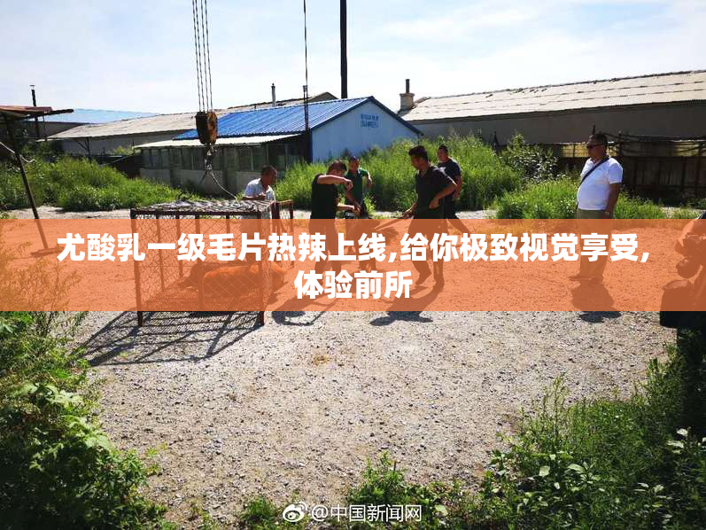 尤酸乳一级毛片热辣上线,给你极致视觉享受,体验前所