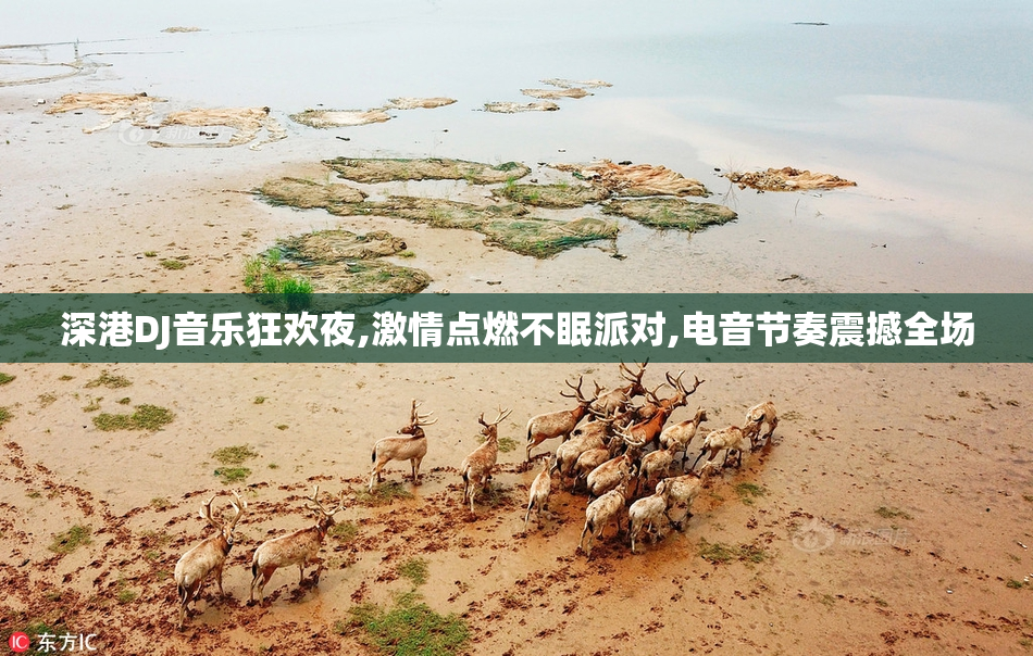 深港DJ音乐狂欢夜,激情点燃不眠派对,电音节奏震撼全场