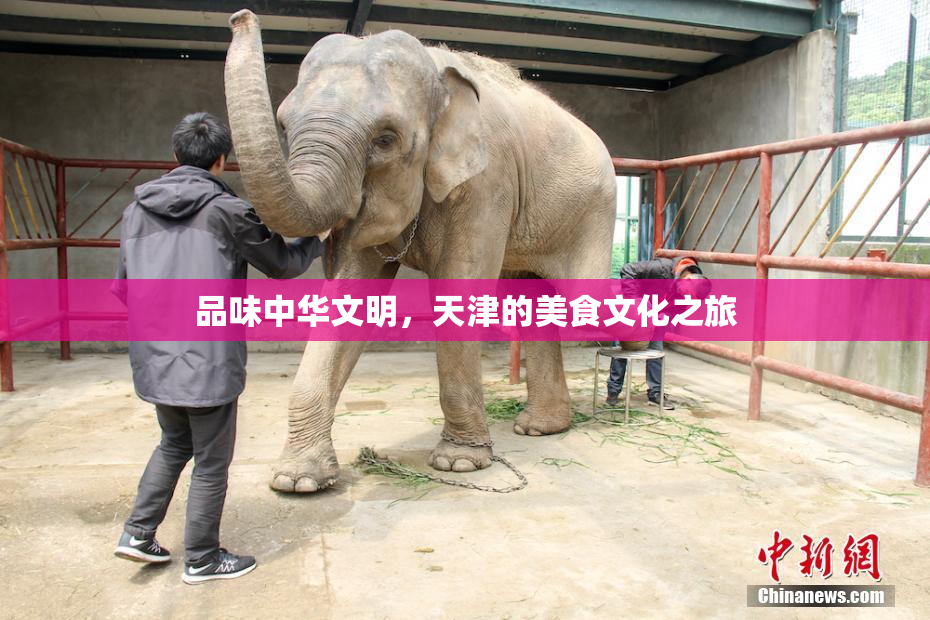 品味中华文明，天津的美食文化之旅