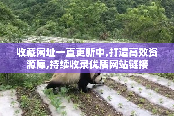 收藏网址一直更新中,打造高效资源库,持续收录优质网站链接