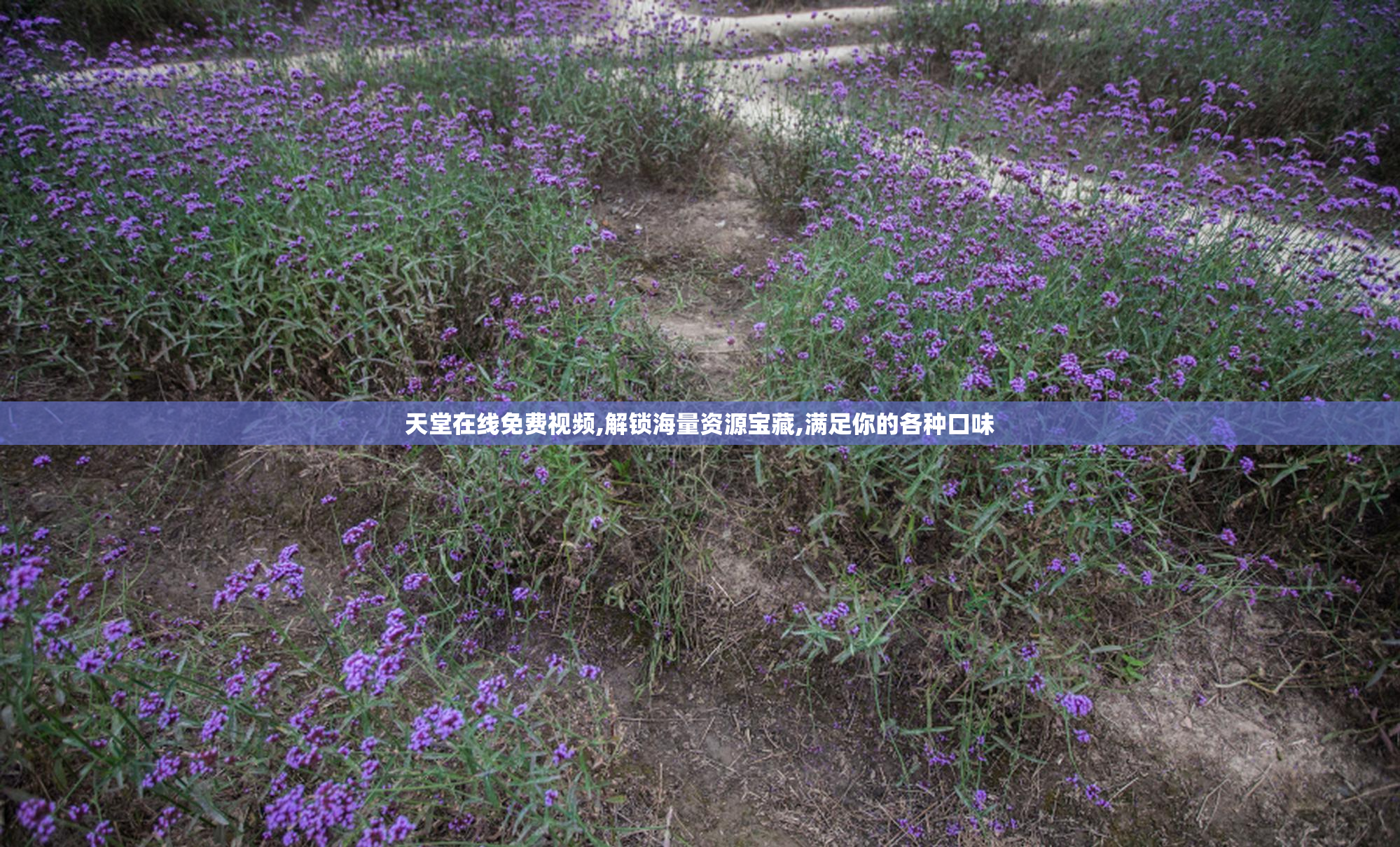 天堂在线免费视频,解锁海量资源宝藏,满足你的各种口味